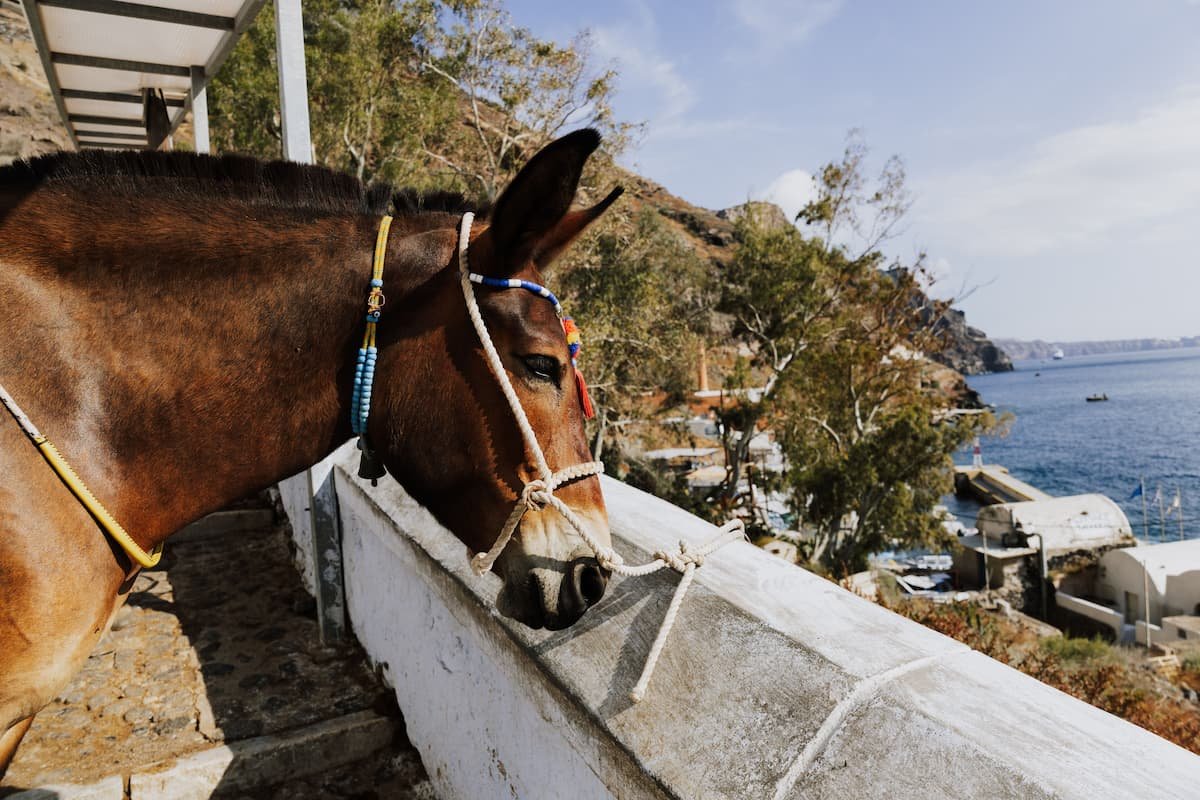escale à santorin âne