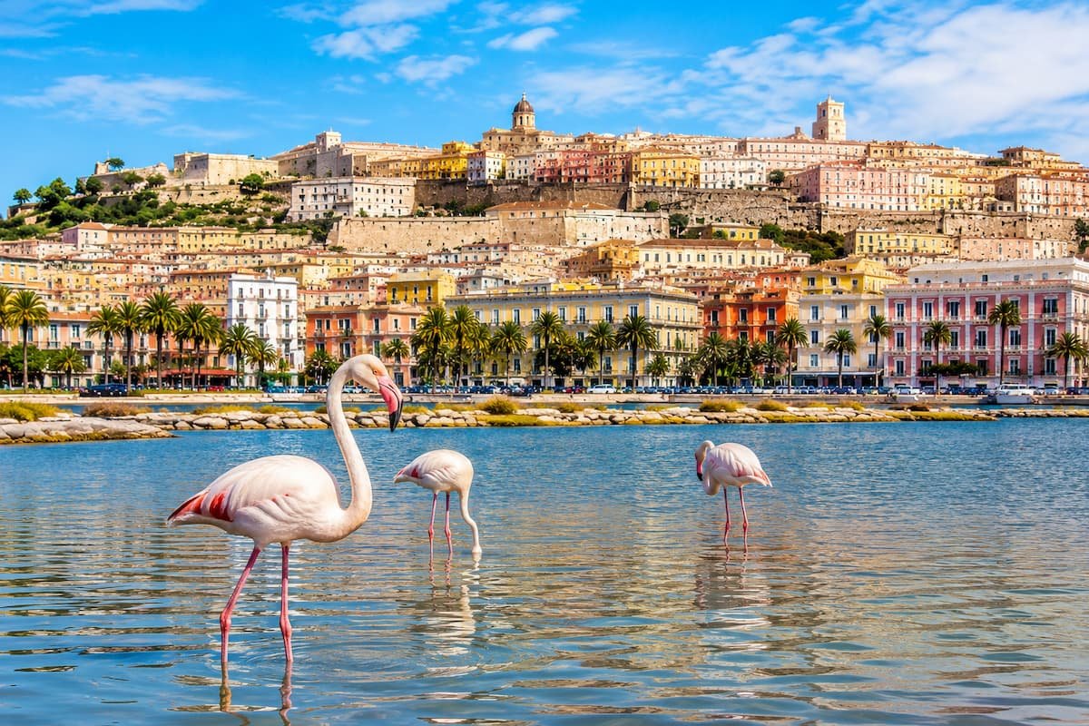 escale à cagliari flamand rose