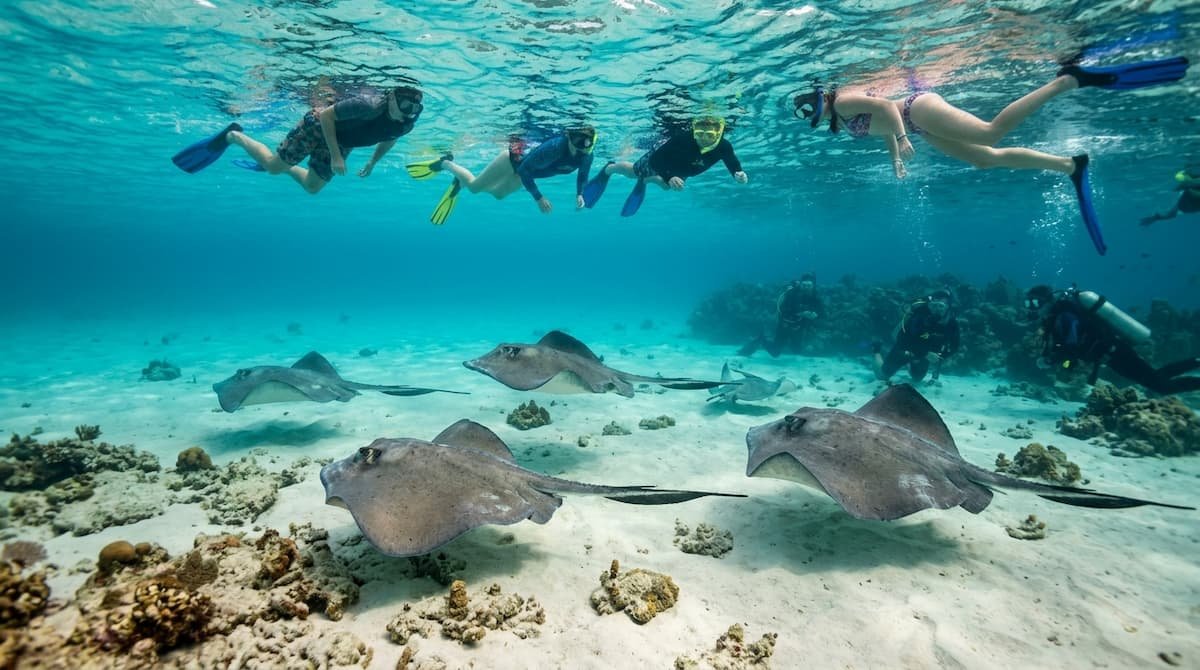 ocean cay marine reserve plongée raie