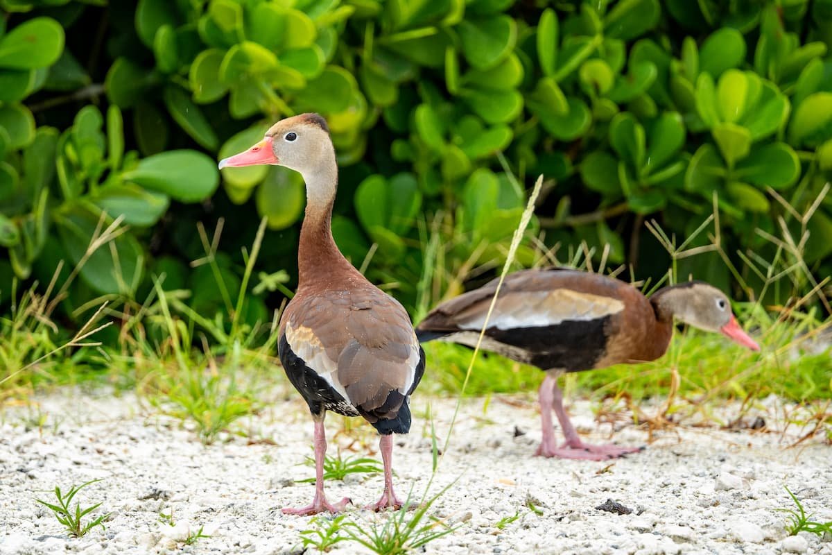 ocean cay faune ecologie